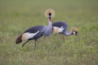 Crowned cranes (Balearica regulorum), pair, Ngorongoro Crater, Tanzania, Africa