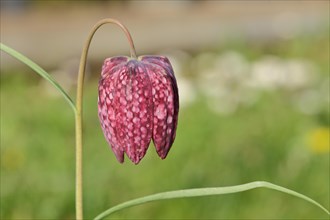 Snake's Head Fritillary (Fritillaria meleagris), single flower in a meadow, inflorescence, early