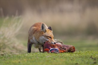 Red fox (Vulpes vulpes) adult animal feeding on a dead Common Pheasant (Phasianus colchicus),