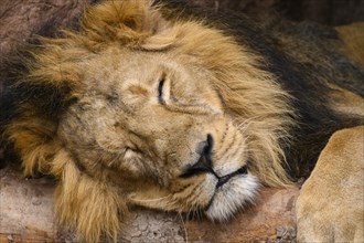 Portrit of an Asiatic lion (Panthera leo persica) male sleeping, captive, habitat in India