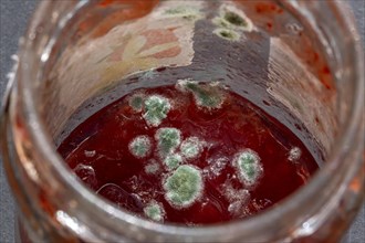 A jar of red substance is infested with grey horse, which forms green and white spots
