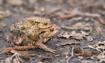 Two mating Common toads (Bufo Bufo), male, female animal, pair on earthy ground on migration to