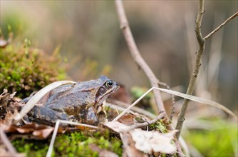 Common frog (Rana temporaria) sits well camouflaged on moss between branches and leaves, amphibian