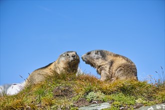 Alpine marmots (Marmota marmota) on a meadow with blue sky in the background in summer,