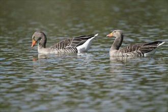 Greylag geese (Anser anser), two Greylag geese swimming on a pond, Thuringia, Germany, Europe