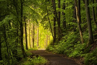 A forest path in a mixed forest with deciduous trees and conifers in early summer. Light falls at
