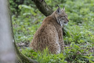 Eurasian lynx (Lynx lynx), captive), coordination enclosure Huetscheroda, Thuringia, Germany,