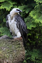 Bearded vulture (Gypaetus barbatus), adult, on rocks, captive, Germany, Europe