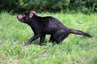 Tasmanian devil (Sarcophilus harrisii), adult, vigilant, running, captive, Tasmania, Australia,