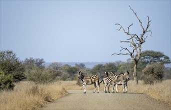 Plains Zebra (Equus quagga), group on a road, Kruger National Park, South Africa, Africa