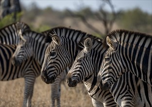 Plains Zebra (Equus Quagga), animal portraits of a group, Kruger National Park, South Africa,
