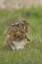 European brown hare (Lepus europaeus) adult animal stretching its front legs in a grass field,