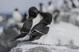 Razorbill (Alca torda), couple, greeting, in the snow, Hornoya, Hornoya, Varangerfjord, Finmark,