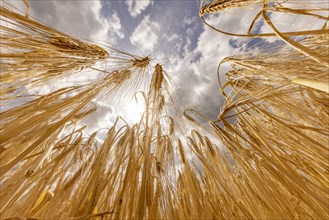 Barley ears backlit by the sun with a blue sky and clouds in the background, Cologne, North