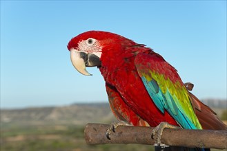 A Scarlet macaw with bright blue and green feathers sits on a branch against a clear sky, privately