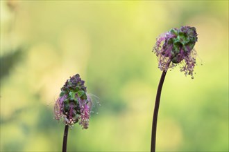 Salad burnet (Sanguisorba minor), flower of two plants with sun in the background, Velbert,