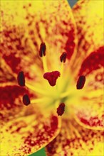 Yellow red lily flower macro