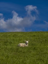A lamb on the dyke on the natural beach at Hilgenriedersiel on the North Sea coast,