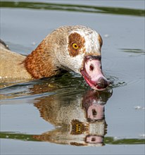 Egyptian geese (Alopochen aegyptiaca) in the River Main, Offenbach am Main, Hesse, Germany, Europe