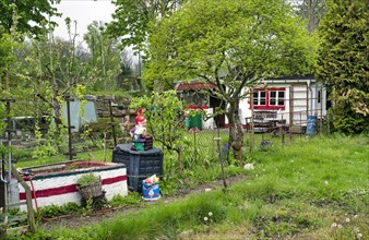 Allotment garden, allotment garden, garden in an allotment garden site with garden gnome, Leipzig,