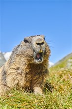 Alpine marmot (Marmota marmota) on a meadow with mountains and blue sky in the background in