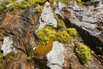 Yellow mountain saxifrage (Saxifraga aizoides) blooming in the mountains at Hochalpenstrasse,
