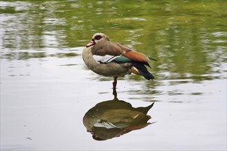 Egyptian goose with reflection in the lake, spring, Germany, Europe