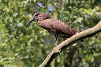 Hamerkop, Shadebird, (Scopus umbretta), adult, on tree, captive