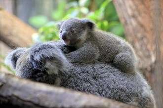 Koala (Phascolarctos cinereus), young animal, on mother's back, on tree, alert, captive, Australia,
