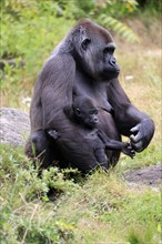 Western gorilla (Gorilla gorilla), adult, female, mother, young animal, baby, social behaviour,