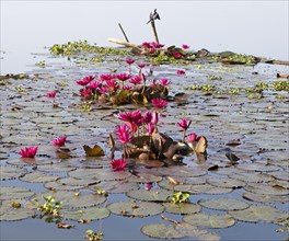 Nymphaea pubescens or hairy water lily or pink water lily, Backwaters, Kerala, India, Asia