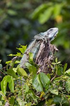 Green iguana (Iguana iguana) Pantanal Brazil
