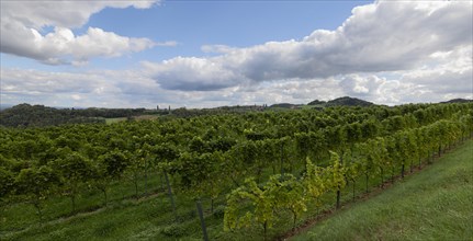Vineyard, Lower Austria