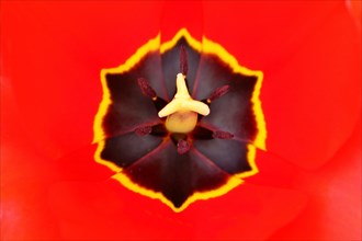 Pistil and stamens in a tulip calyx (Tulipa), tulip flower, red, black and yellow markings,