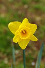 Daffodil (Narcissus), yellow flower in a garden, Wilnsdorf, North Rhine-Westphalia, Germany, Europe