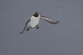 Common guillemot (Uria aalgae), flight, in the snow, Hornoya, Hornoya, Varangerfjord, Finmark,