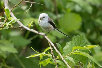 A Long-tailed tit (Aegithalos caudatus) with a captured caterpillar in its beak on a green twig,