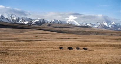 Glaciated and snow-covered mountains, yaks in autumnal mountain landscape with yellow grass, Tian