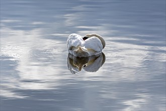 Mute swan (Cygnus olor) sleeping, water, Geltinger Birch, Goldhoeft, Nieby, Schlei,