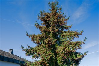 Flowering Caucasian spruce (Picea orientalis), Bavaria, Germany, Europe