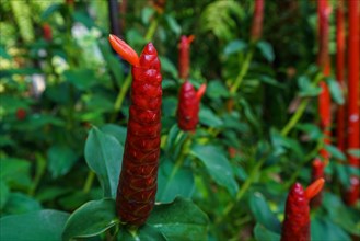 Image of Costus woodsonii, Red Button Ginger. Thailand