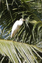 Cattle egret (Bubulcus ibis) sitting on a Palm tree, Backwaters, Kumarakom, Kerala, India, Asia
