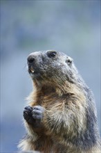 Alpine marmot (Marmota marmota), portrait, Grossglockner, High Tauern National Park, Austria,
