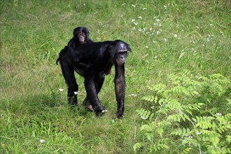 Bonobo, bonobo (Pan Paniscus), female, adult, young animal, foraging, Great ape, Primate,