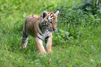 Siberian tiger (Panthera tigris altaica), young animal, alert, captive