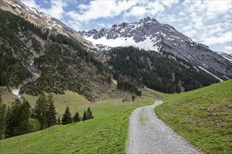 Hiking trail through green meadows, behind Geisshorn, Gemsteltal, Mittelberg, Kleinwalsertal,
