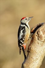 Middle spotted woodpecker (Dendrocopos medius) sitting on a tree trunk, Animals, Birds, Picids,
