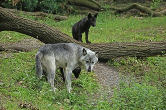 Algonquin wolf (Canis lupus lycaon), Captive