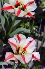 Tulips (Tulipa), Allgaeu, Swabia, Bavaria, Germany, Europe