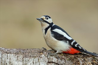 Great spotted woodpecker (Dendrocopos major) male sitting on the trunk of a fallen birch tree,